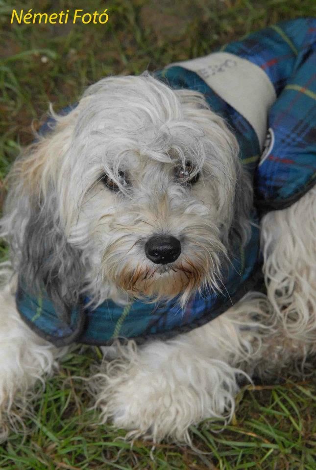 Tippytoes La Soubrette