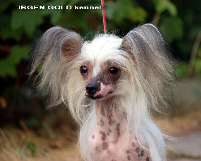 Irgen Gold Gercogovina Flor