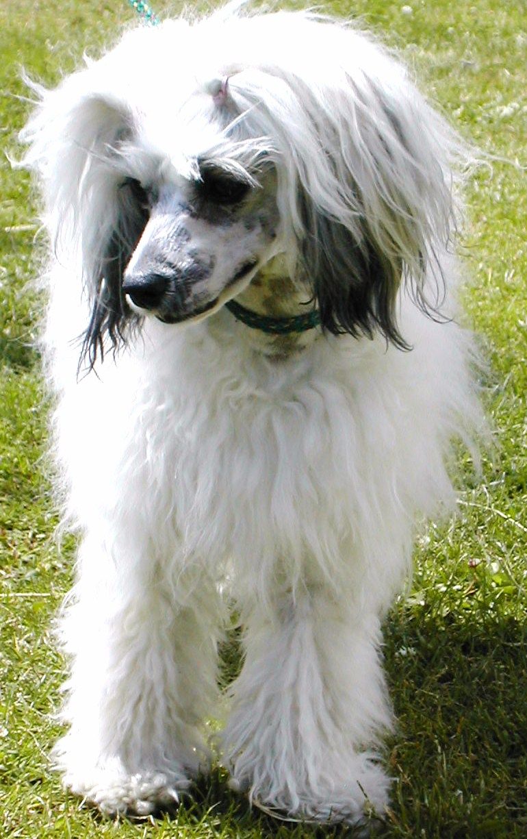 Maurknatten's MissAnja