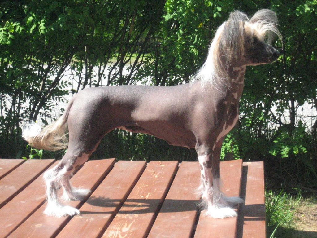 Sunstreaker Enterprise Edition