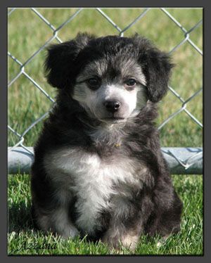 Azzana Hot Summer Nights