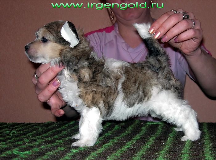 Irgen Gold Vilijam Gallas