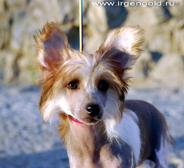 Irgen Gold  Vest Hem