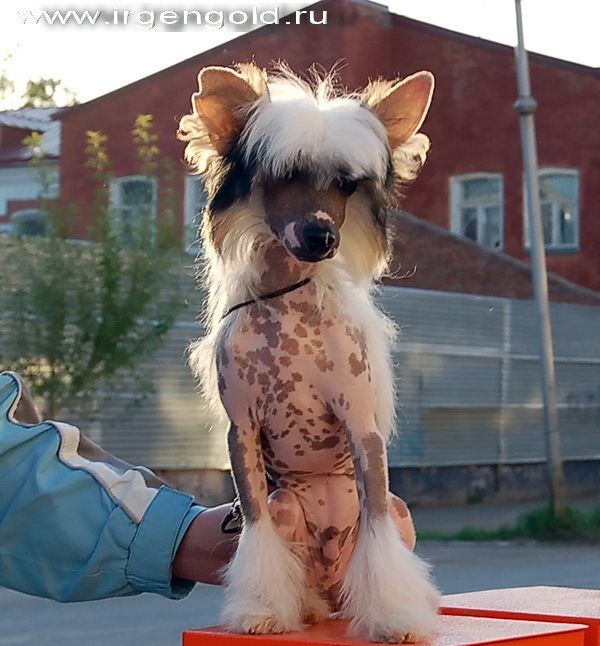 Irgen Gold Aston Martin