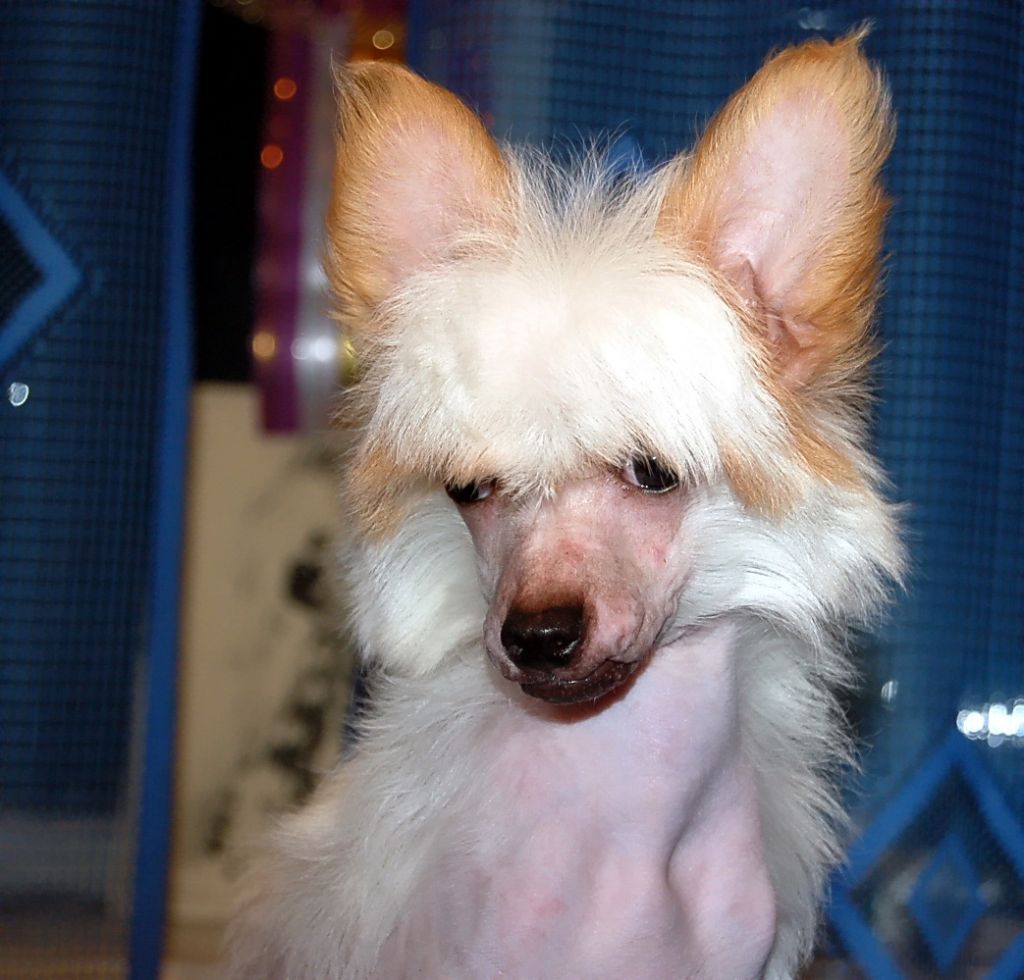 Irgen Gold  Talismanta