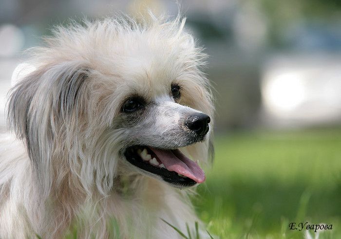 Irgen Gold Kiany Rivz