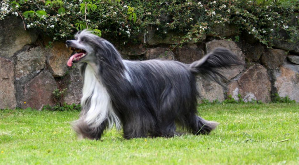 Quintesencja Roingold