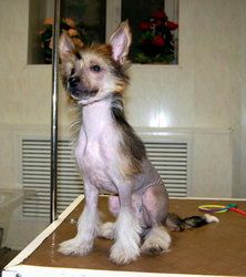 Irgen Gold Ozzi Osborn