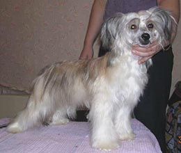 Irgen Gold Garri Gydini