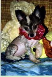 Irgen  Gold Allegro Versache