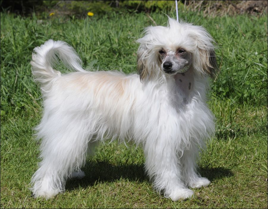 Cipracrest's I'm Hot Your Not