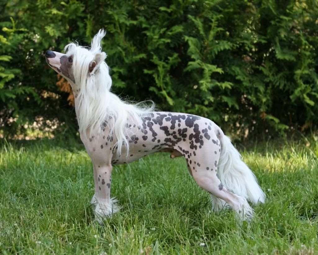 Cipracrest's Just Kickin' Ass