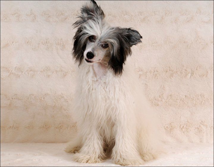 Cipracrest's Jack N Coke