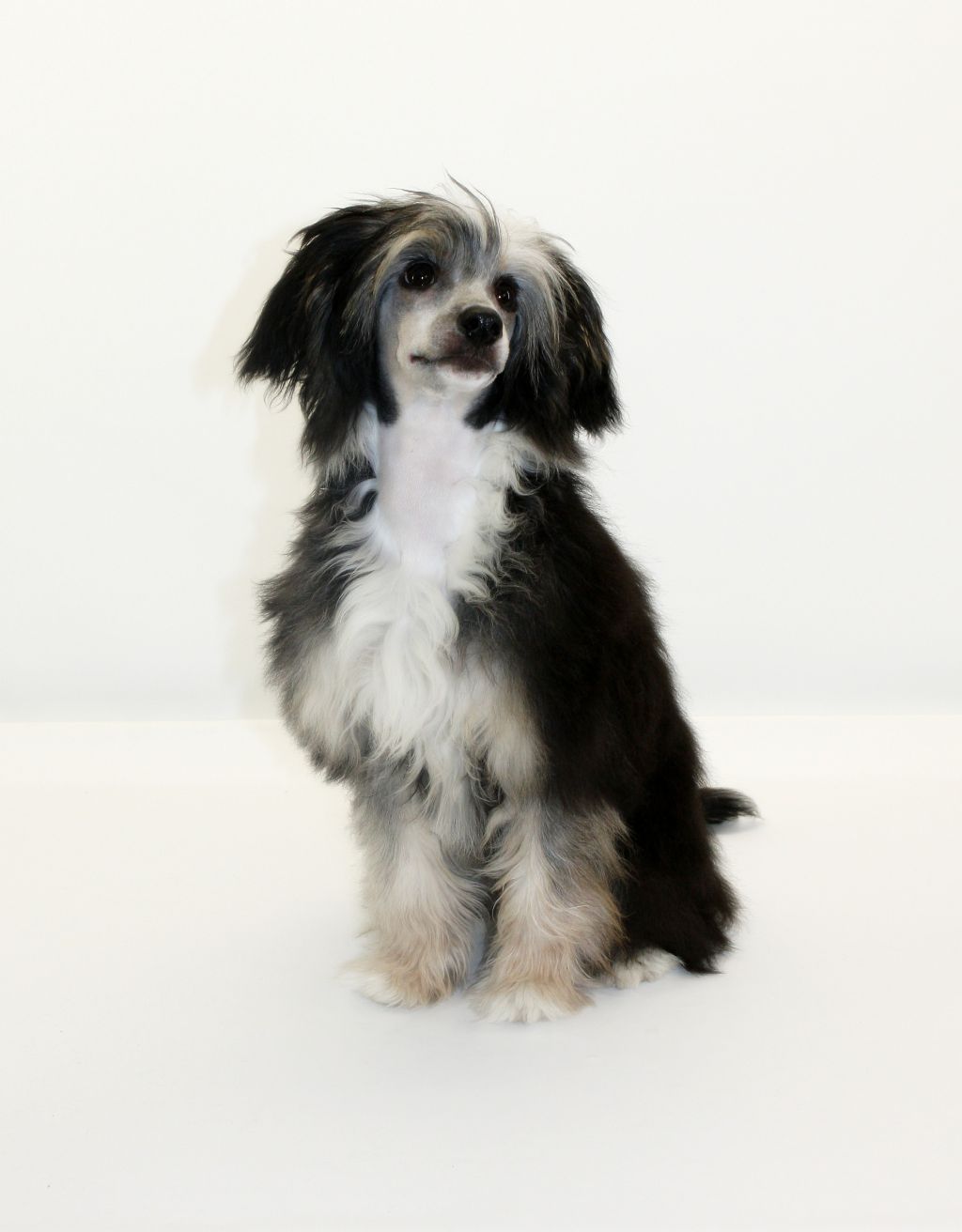 Cipracrest's Jazz It Up