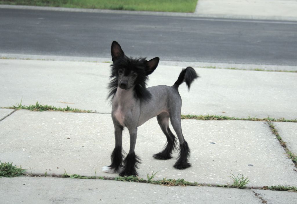 Olivera's Black N Fabulous HL