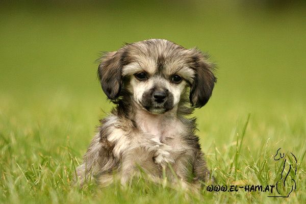 Laureola's Nothing Compares