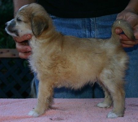 Laureola's One and Only