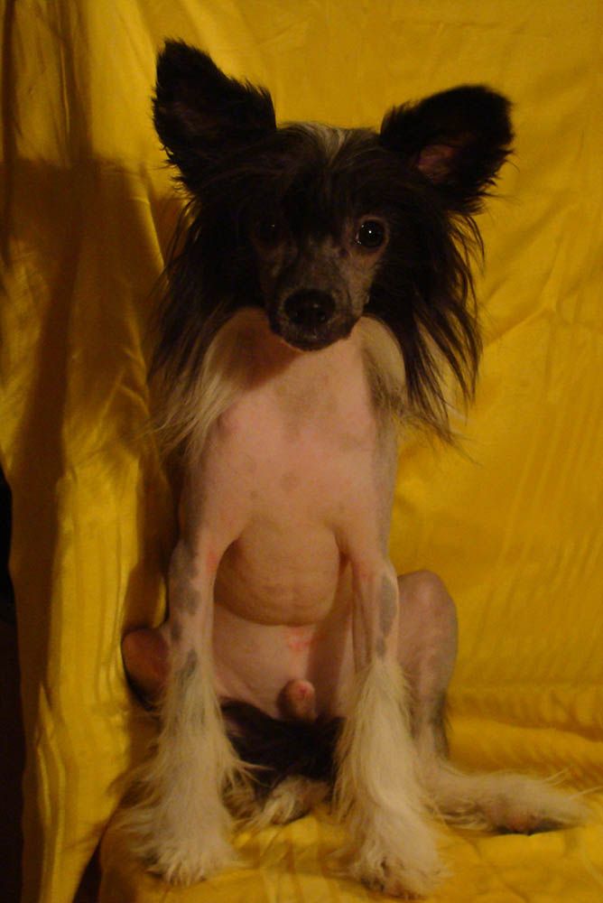 Kristal Yaniry Atas Rabochyi Klass