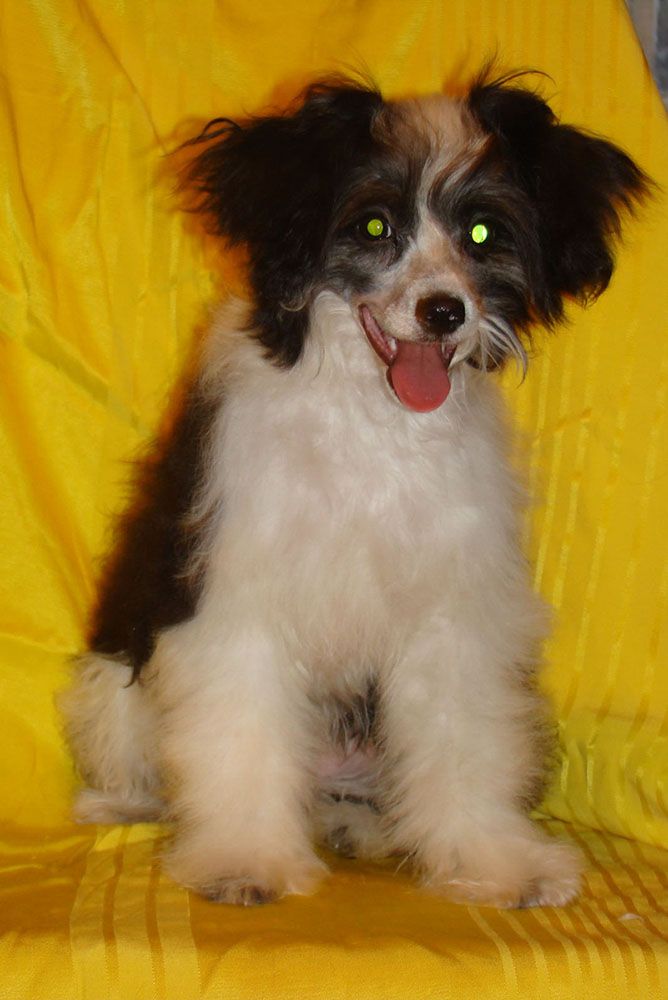 Kristal Yaniry  Alpyiskyi Zvetok