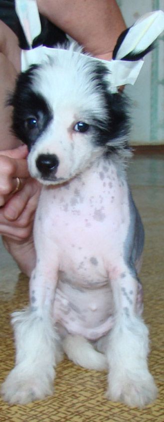 Kristal Yaniry  I Love you