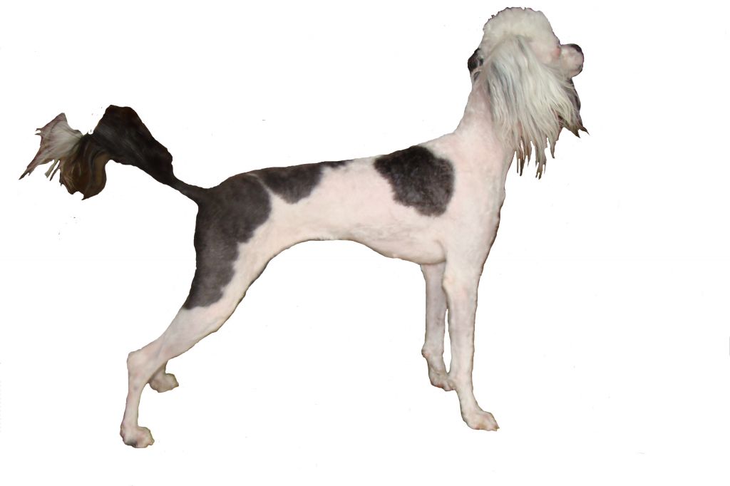 Kristal Yaniry Elektra