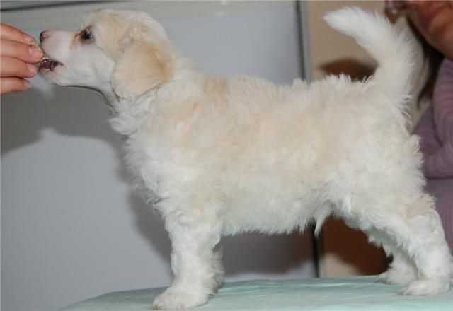 Candy Queen's Live For Speed