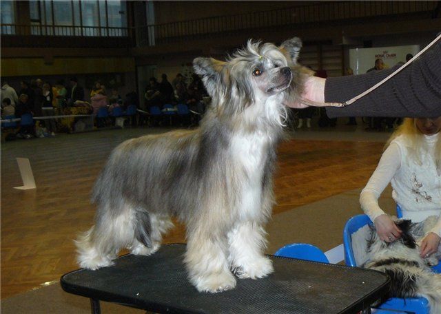 Veksel Fortuny ot Volnogo Psa