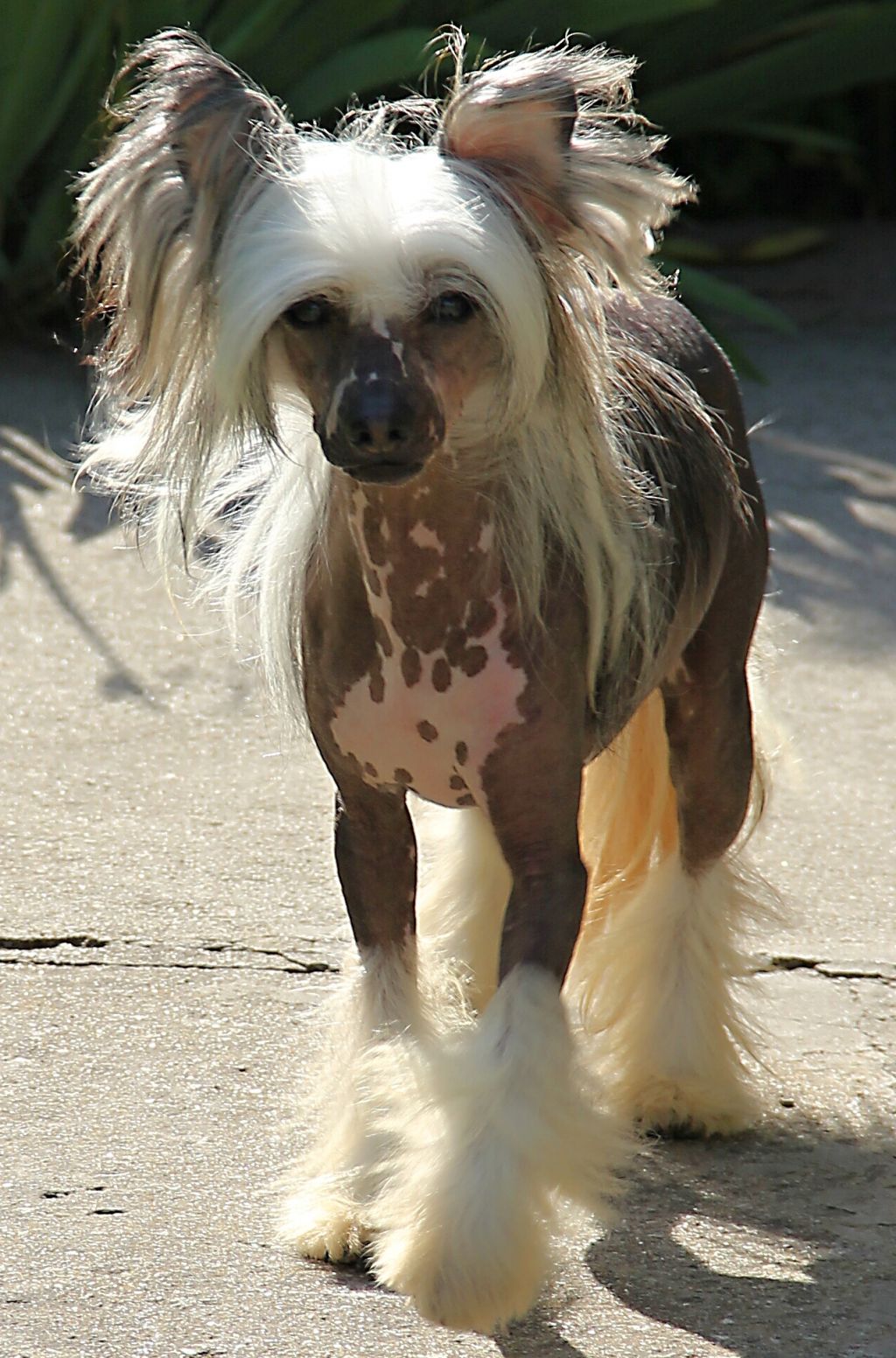 Family Song's Giorgio