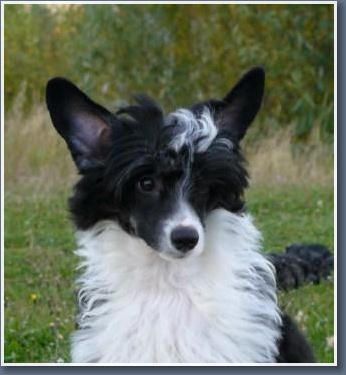 Arctic Glow Zena Royal Dream 