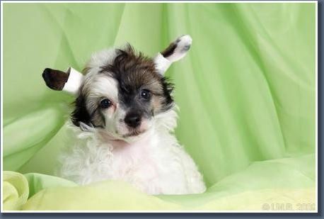 Arctic Glow Zippy Boy 