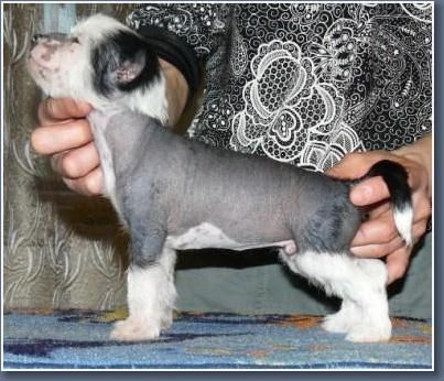 Arctic Glow Zorro Best Security 