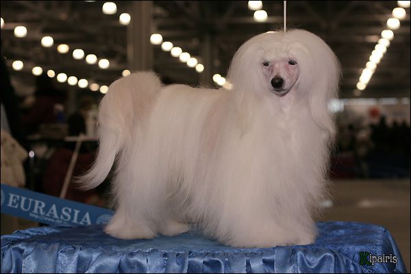 Arctic Glow Ice Cream