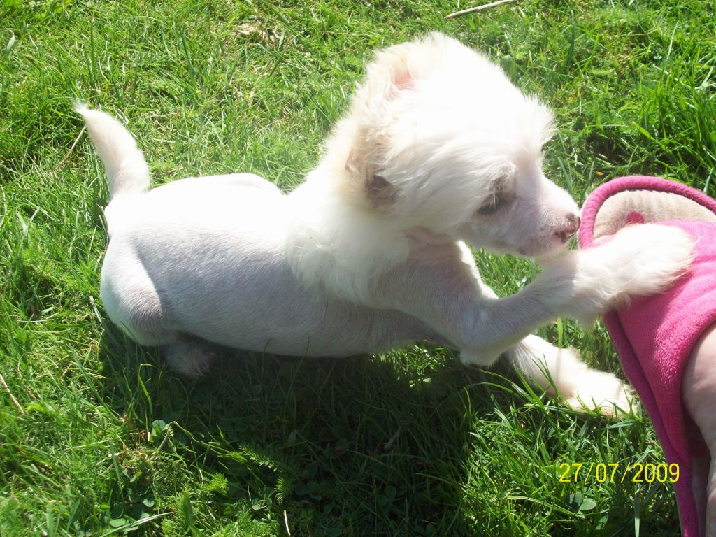 Cazianik White Orchid