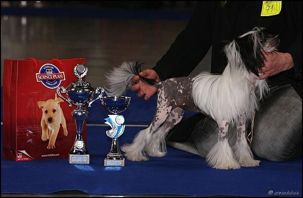 Apriori Vip High Flight Angel Look