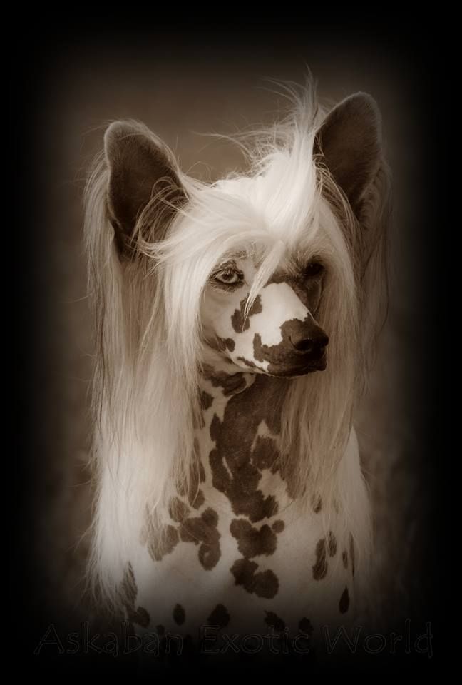 Askaban Exotic World FCI