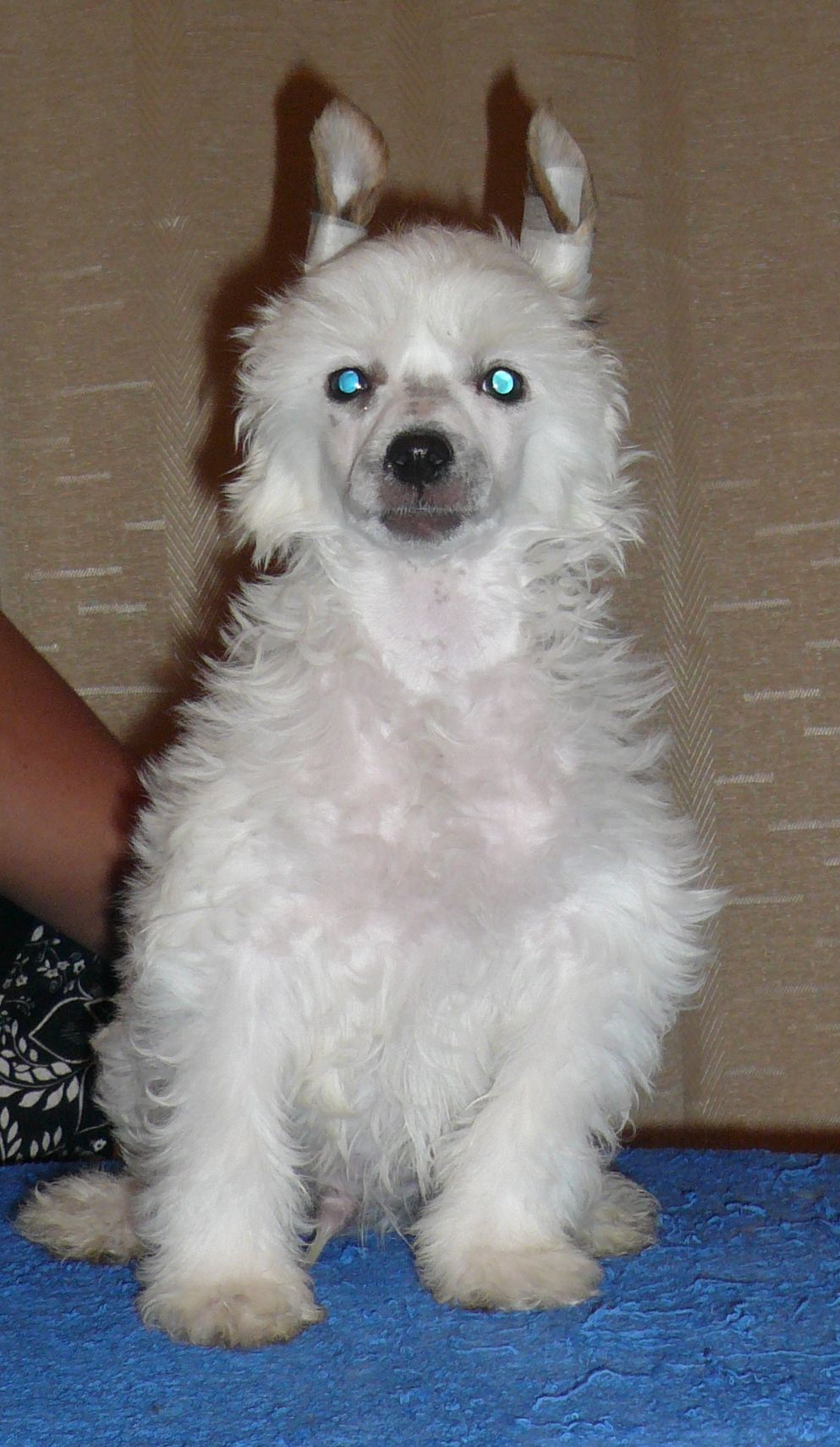 Akamaru Exotic World FCI