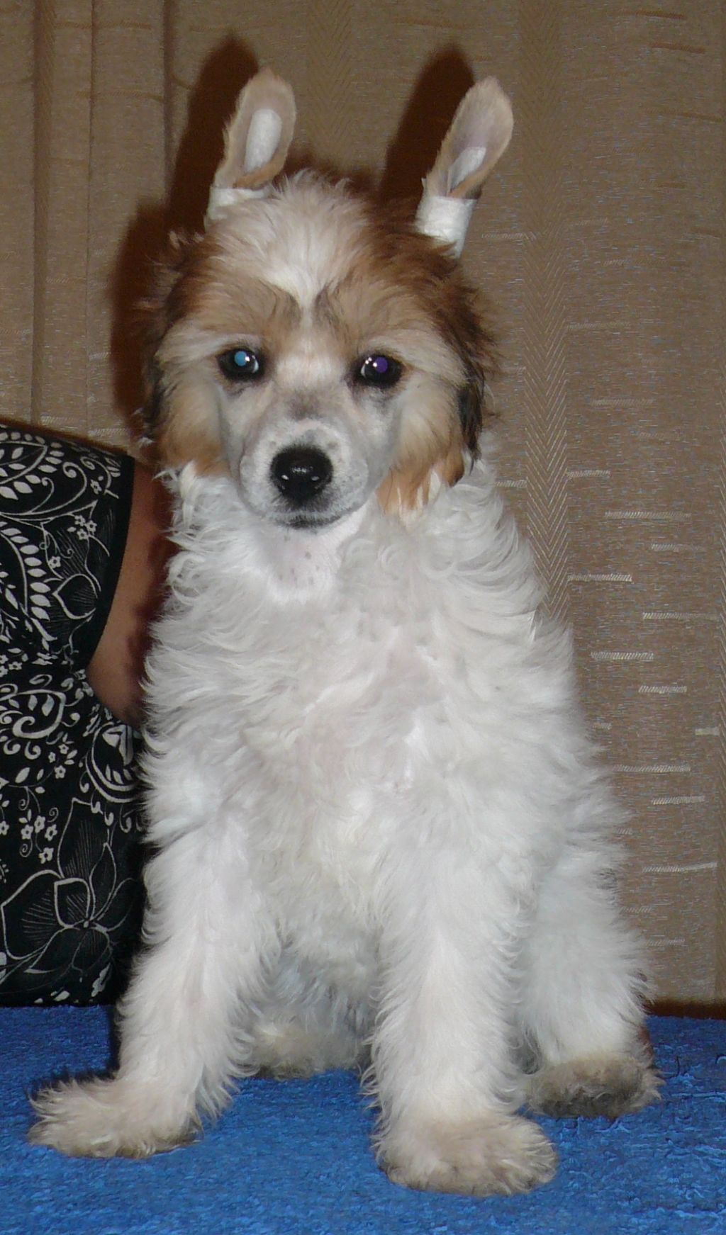 Anabell Exotic World FCI