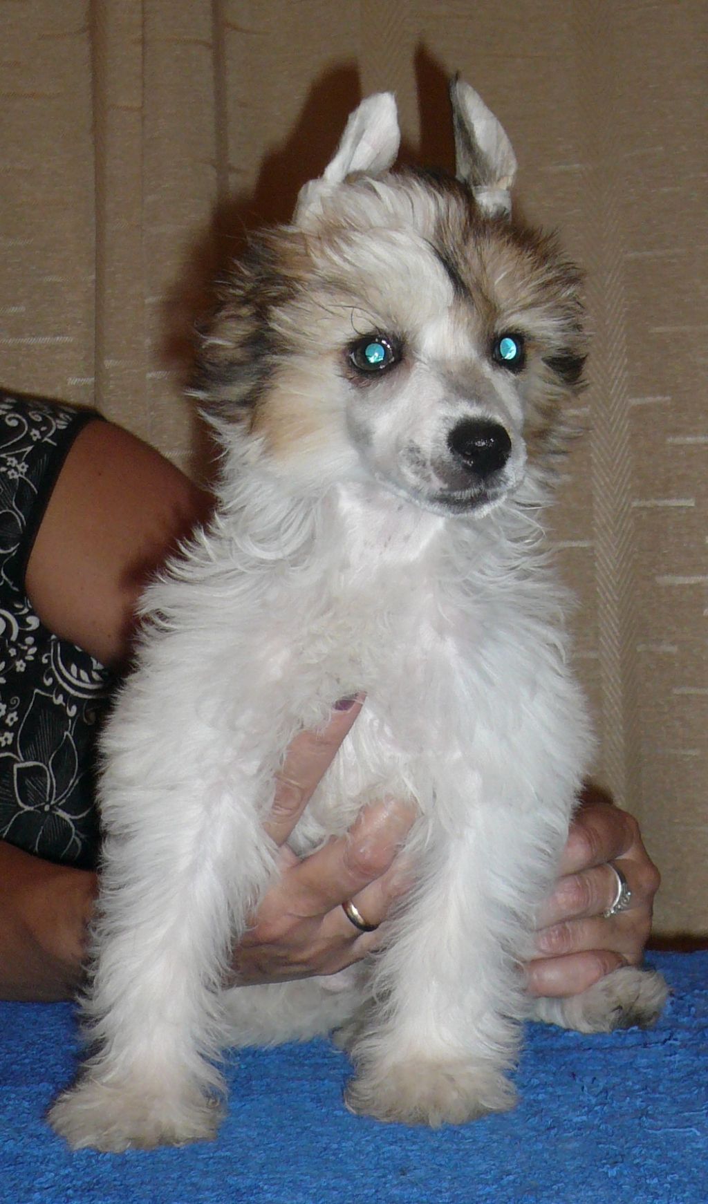 Amber Exotic World FCI