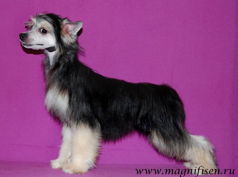 True Magnifisen Innocent Sight