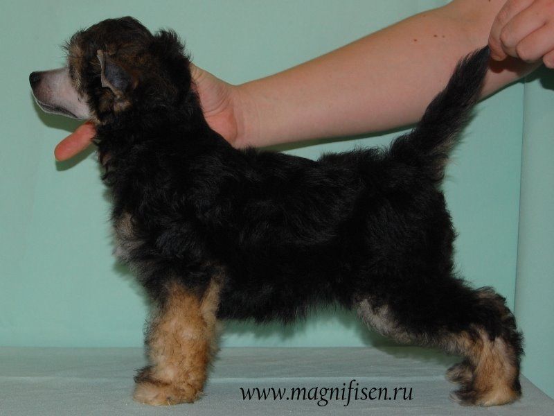 True Magnifisen Infinity Beauty