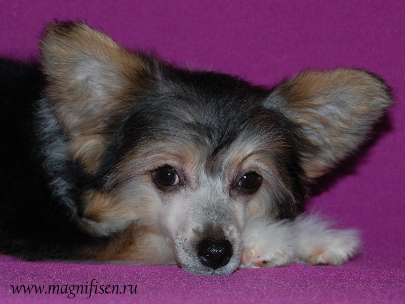 True Magnifisen Intuition