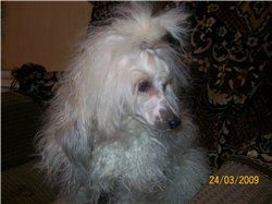 Zlata s Gostinogo Dvora