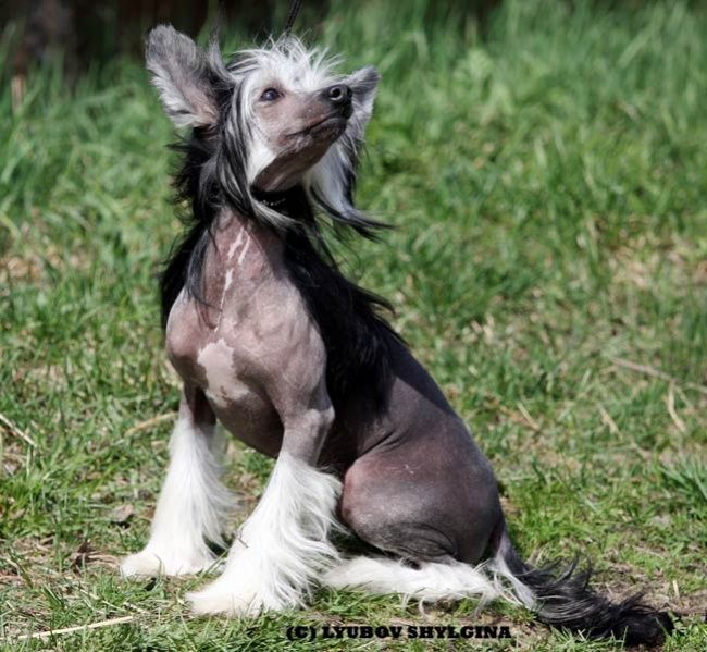 Mirosvet Jaklen Sherri