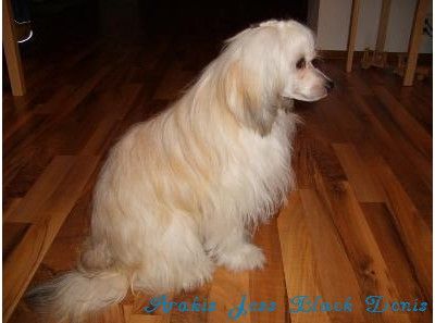 Arakis Jess Black Denis