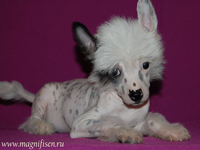 True Magnifisen Confetti