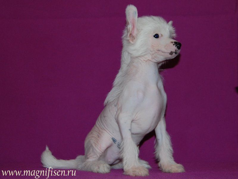 True Magnifisen Queen Victoria