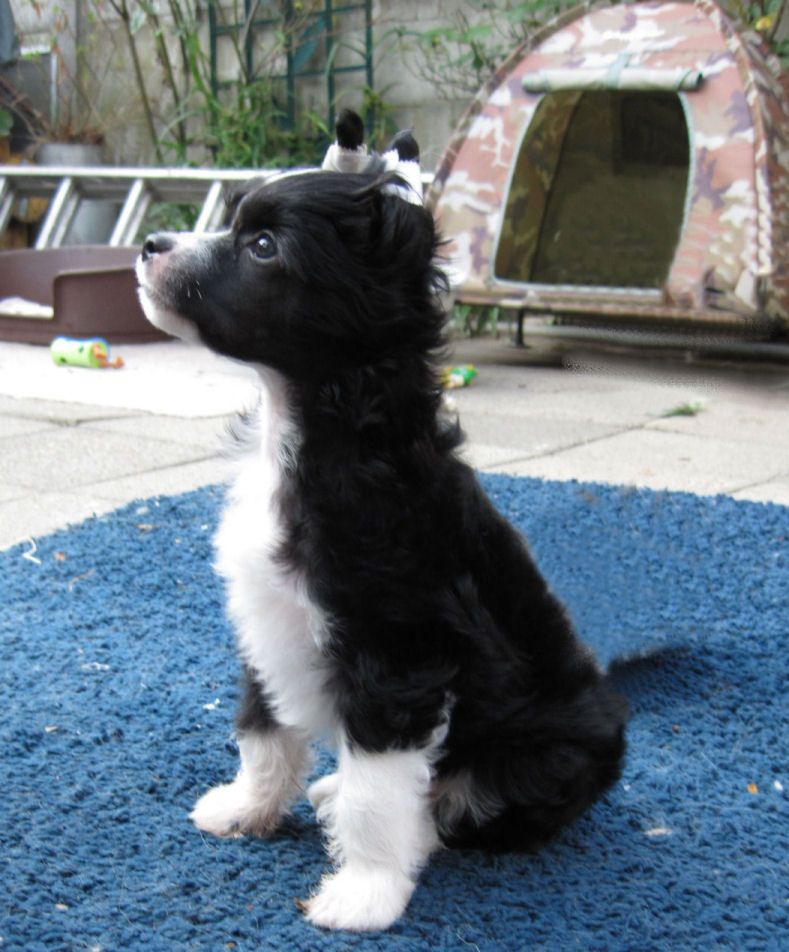 Bleuberry Bols Little Charmings