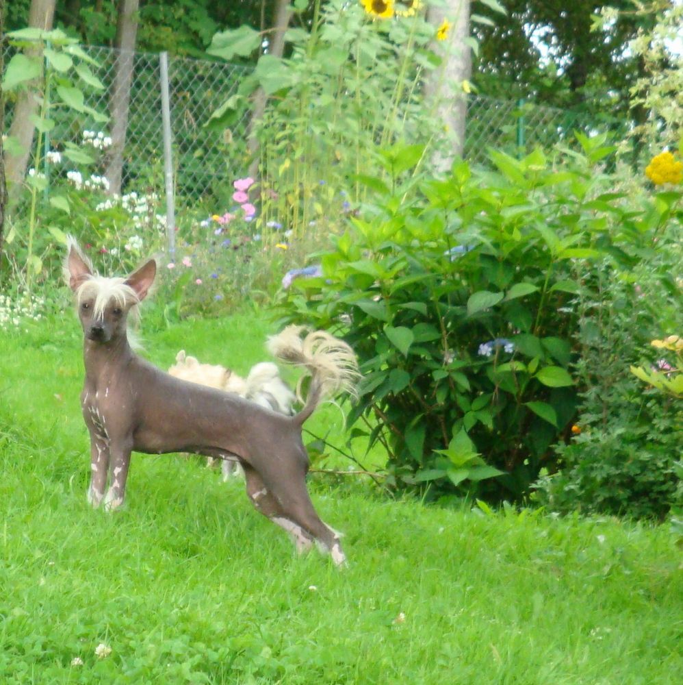 Boomsma Booster Little Charmings