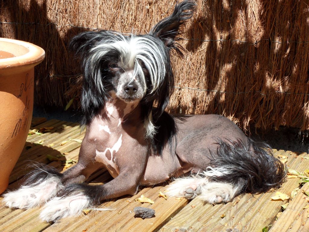 Bentley Balleys Little Charmings