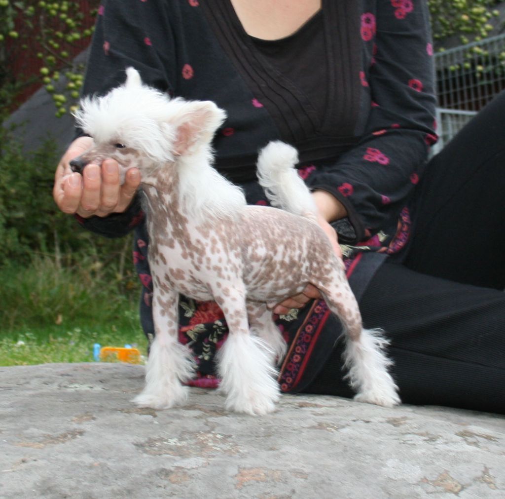 Proud Pony Riverdance